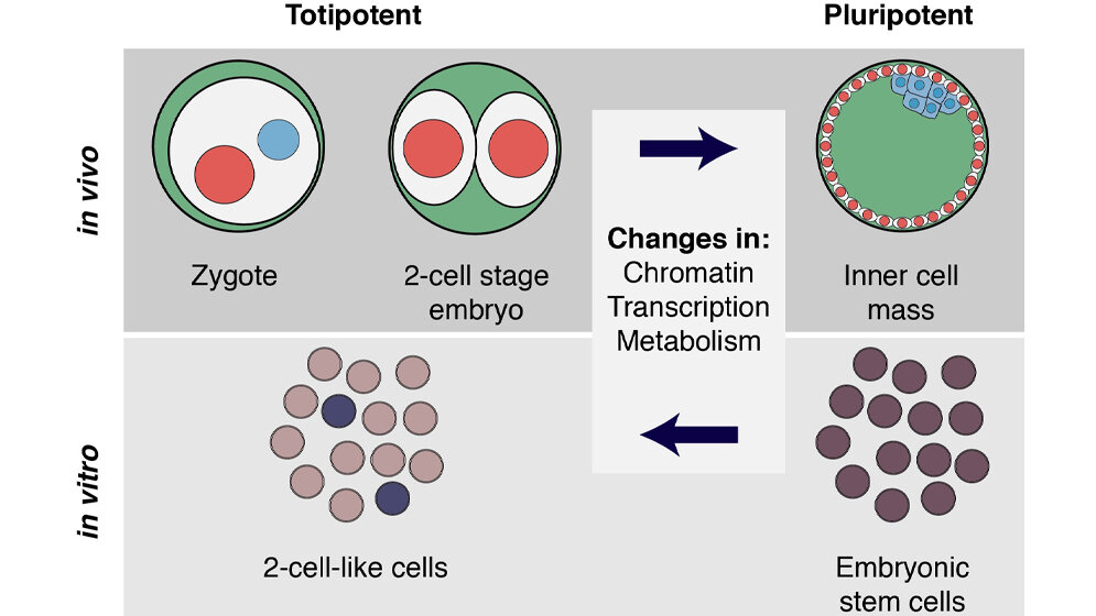 Reprogrammierung des Zellpotenzials 