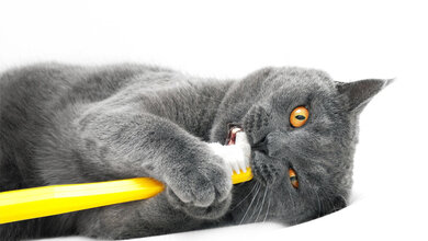 Katze_Jiri_Foltyn_stock_adobe_com.jpg Katzenhaar-Allergie