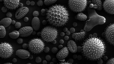 Allergologie