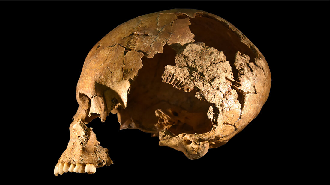 Schädel aus Grab 83 in Lauchheim „Mittelhofen“