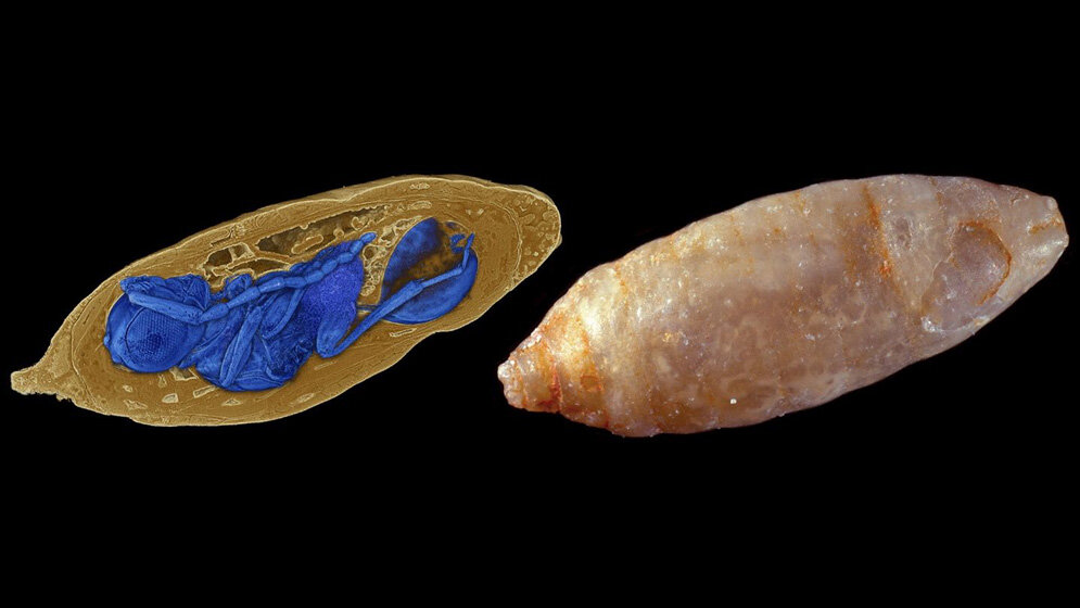 Synchrotron_Roentgen_Mikrotomographie_Georg_Oleschinski_Uni_Bonn_Foto_und_Thomas_van_de_Kamp_KIT_Rendering_Nature_Communications.jpg Synchrotron-Röntgen-Mikrotomographie