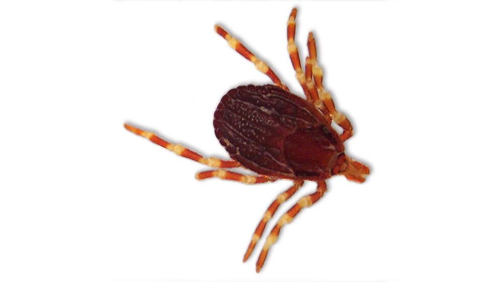 Erste Fleckfieber-Übertragung durch eine Hyalomma-Zecke in Deutschland?