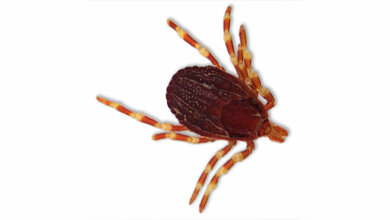 Laboratoriumsmedizin Erste Fleckfieber-Übertragung durch eine Hyalomma-Zecke in Deutschland?