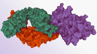 Mit Elite-Neutralisierern zum Hepatits C Impfstoff