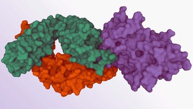 Mit Elite-Neutralisierern zum Hepatits C Impfstoff