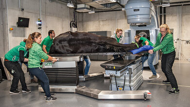 Strahlentherapie Strahlentherapie in der Veterinärmedizin