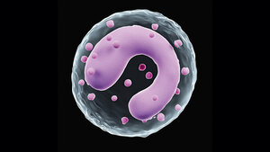 Grafische Darstellung eines Monozyten