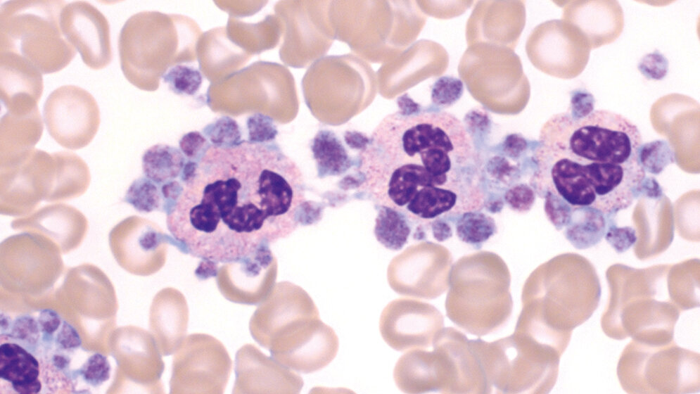 Hämatologie Thrombopoese (Teil 3)
