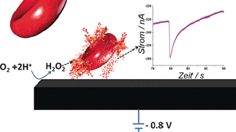 201623press.jpg Rote Blutkörperchen