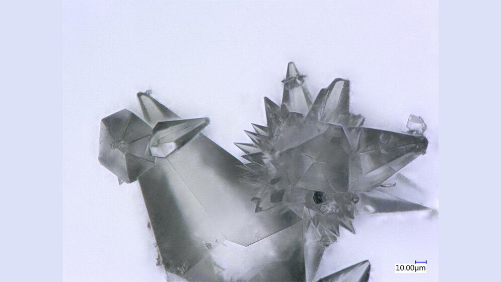 Die_Kristalle_der_Aeroplysinin-Substanz_mit_starker_antiviraler_Wirkung_Foto_Prof_Hermann_Ehrlich.jpg Kristalle der Aeroplysinin-Substanz