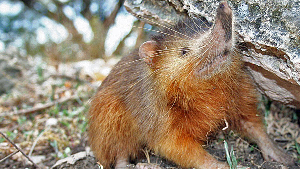 Hispaniolan_solenodon_Seb_az86556_Own_work_CC_BY_SA_3_0_wikimedia.jpg solenodon