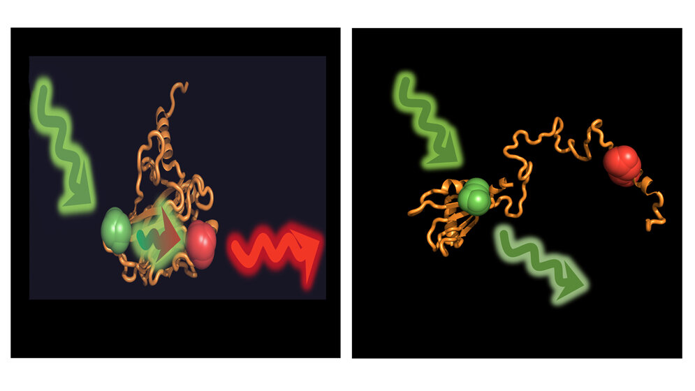 Protein p53