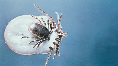 Frühsommer-Meningoenzephalitis