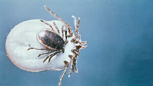 Frühsommer-Meningoenzephalitis