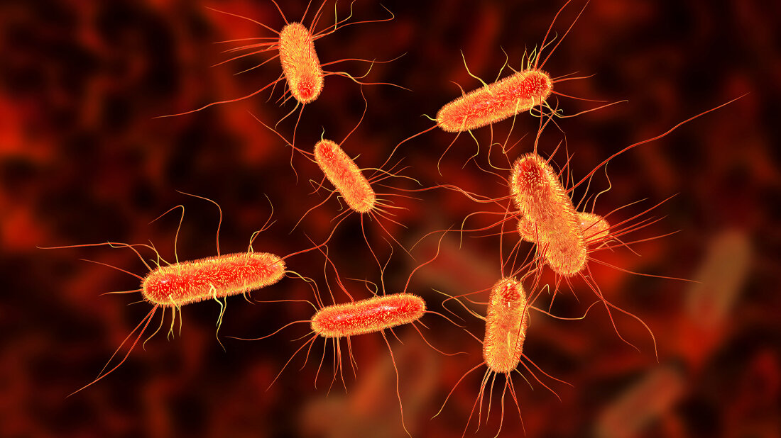 Escherichia coli
