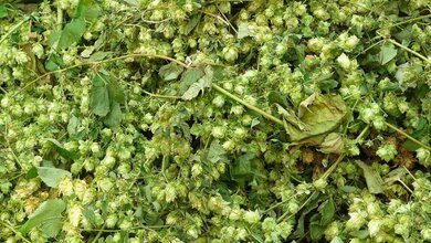 Hopfen