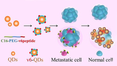 Nanopartikel mit dem v6-Peptid binden spezifisch an Tumorzellen.