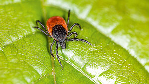 Photography of a tick