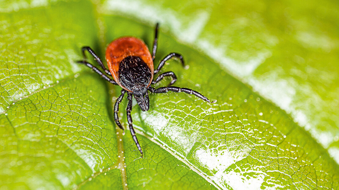 Transmitted via ticks: the alpha-gal syndrome Photography of a tick