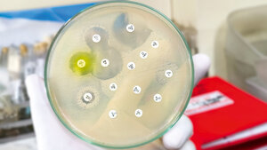 Foto einer Petrischale mit einem gegen einige Antibiotika resistenten Erreger