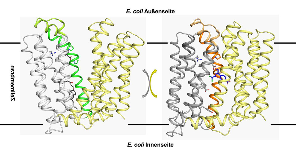 Resistenzprotein MdfA sitzt in der Zellmembran von E. coli