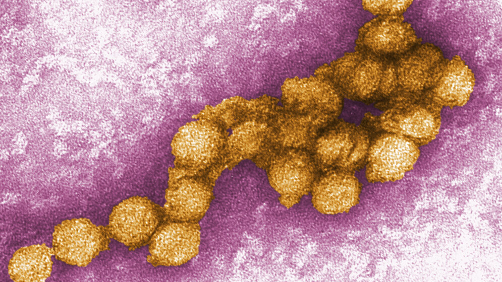 91 epidemische Ausbrüche von West-Nil-Fieber