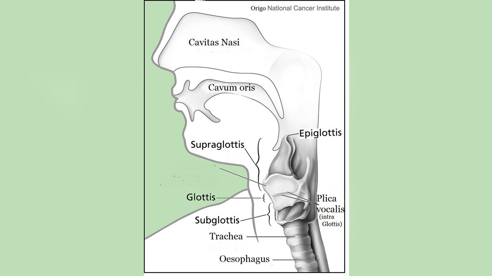 Schema des Kehlkopfes