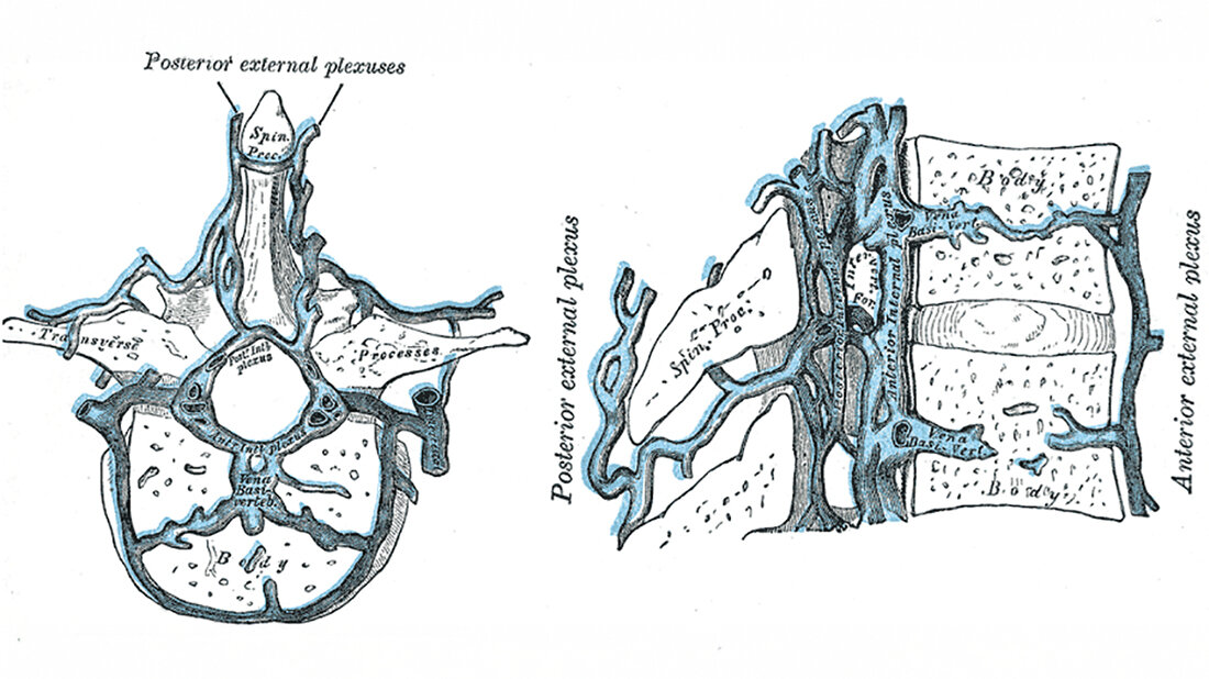 Schnittzeichnung der menschlichen Wirbelkörper mit Vv. basivertebrales aus dem Buch „Anatomy of the Human Body“ von Henry Gray aus dem Jahr 1918