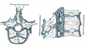 Schnittzeichnung der menschlichen Wirbelkörper mit Vv. basivertebrales aus dem Buch „Anatomy of the Human Body“ von Henry Gray aus dem Jahr 1918