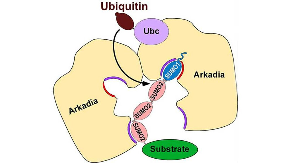 Tumorsuppressor-Protein Arkadia 