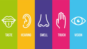 The Human Sensory Organs