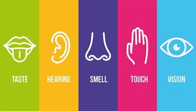 The Human Sensory Organs