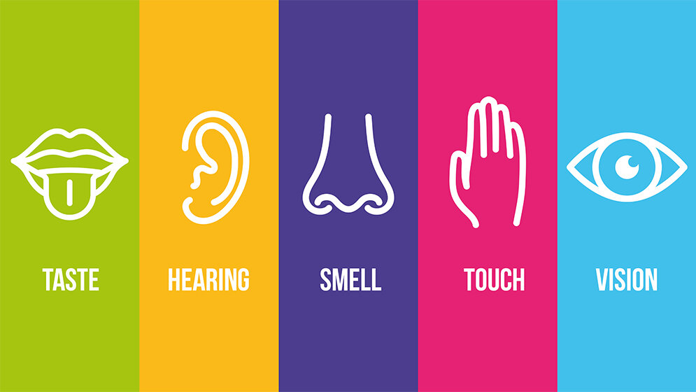 Let’s say it in English The Human Sensory Organs