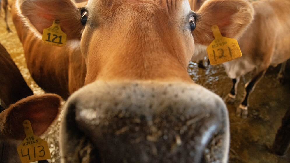 Milchkuh_US_Department_of_Agriculture_USDA_Public_Domain_Mark_1_0.jpg Rohmilch