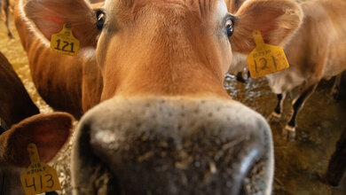 Rohmilch