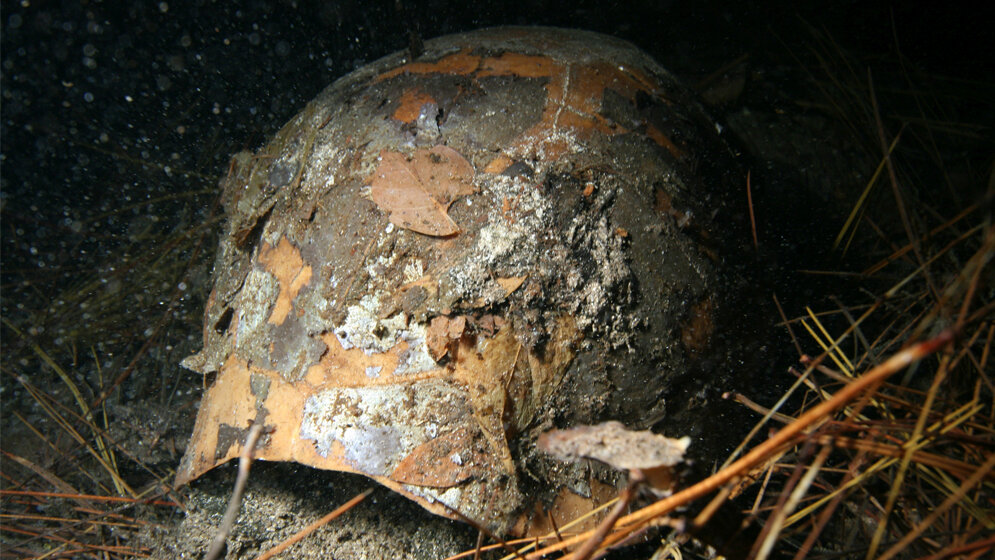 Riesenschildkröte 