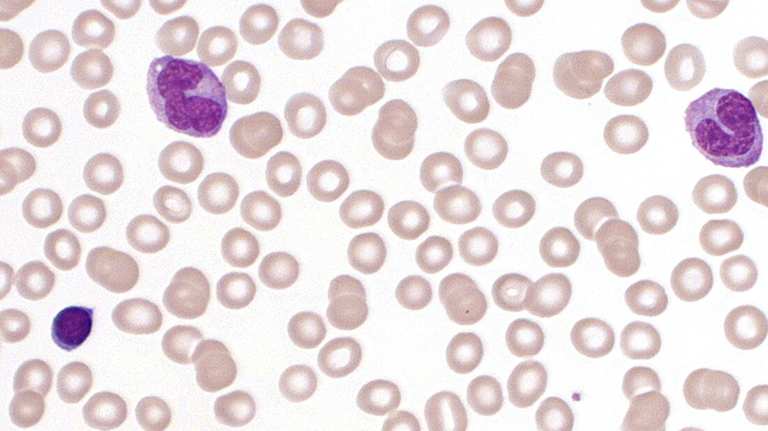 Mikroskopaufnahme von Stammzellen