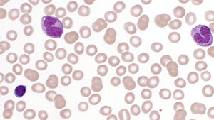 Mikroskopaufnahme von Stammzellen