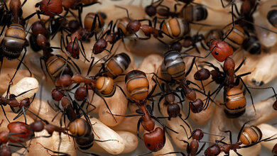 Ein Nest der Zimmermannsameise „Camponotus nicobarensis“.