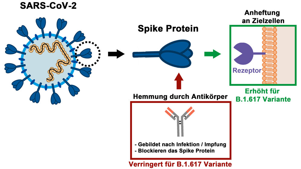 Spike_Protein_Markus_Hoffmann_Deutsches_Primatenzentrum.jpg Spike Protein