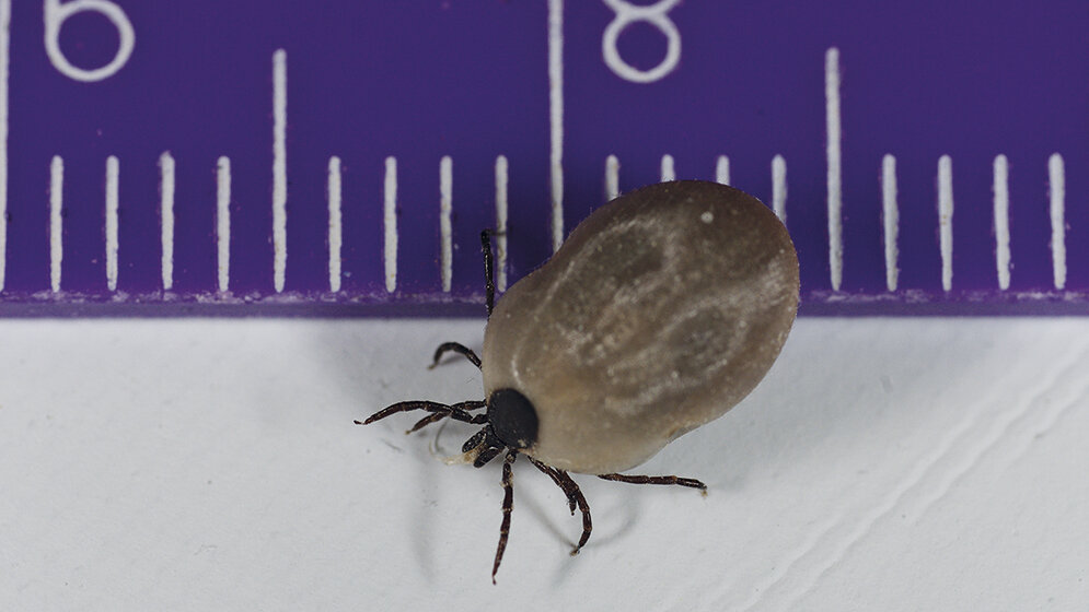 Durch Zecken übertragene Erreger