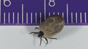 Durch Zecken übertragene Erreger