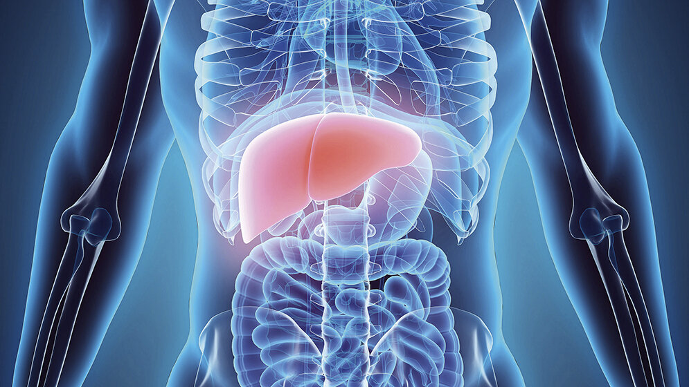 Liver