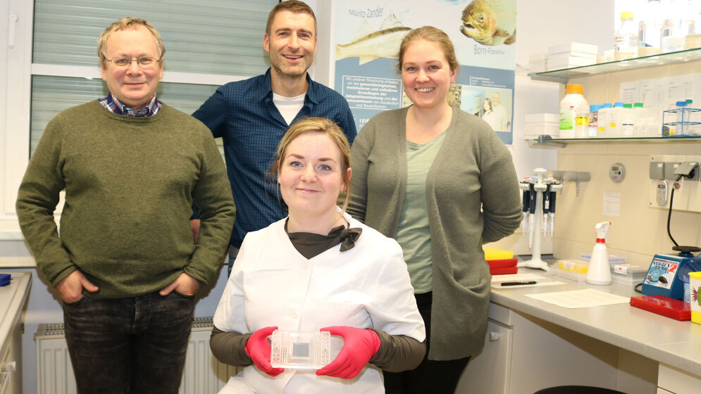 Zellkulturen_des_Zuchtlachses_FBN.jpg Zellkulturen des Zuchtlachses