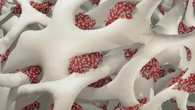 Modell des Knochenmarks