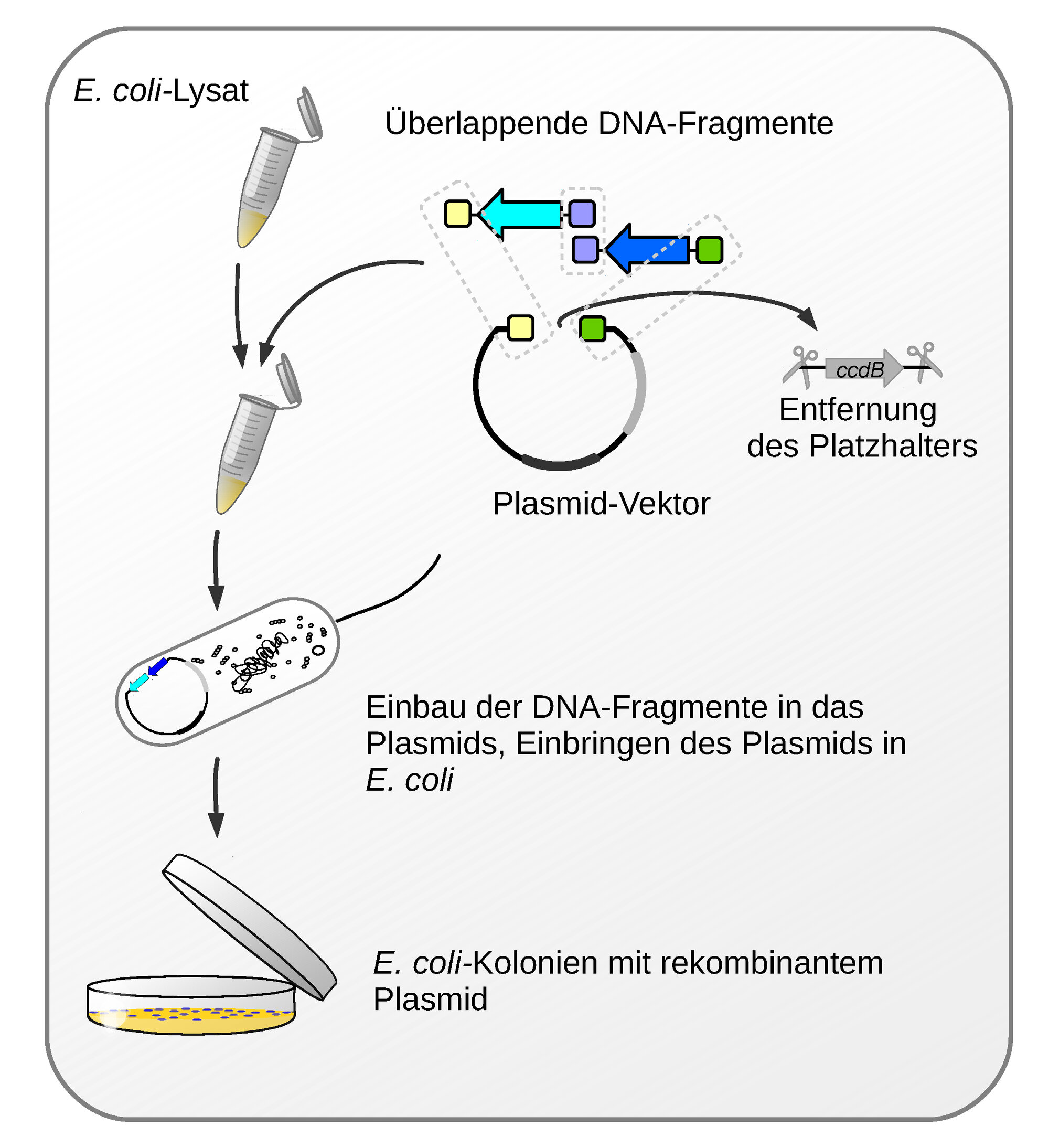 Wichtige_Schritte_des_neuen_Klonierungsverfahrens_Grafik_David_Oliver_Richter.jpg Wichtige Schritte des neuen Klonierungsverfahrens