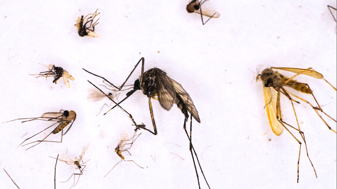 Artensterben von Stechmücken und Virenverbreitung