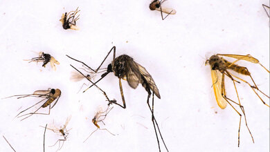 Artensterben von Stechmücken und Virenverbreitung