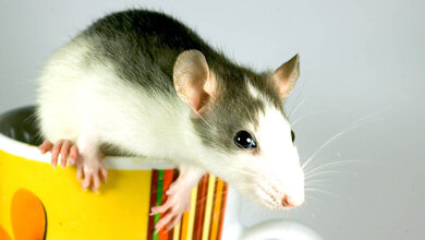 Farbratte auf einer Tasse.