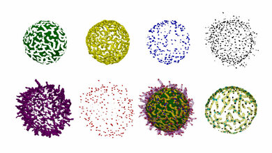 topografischen Merkmale und Position der IgM-BCR 